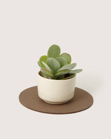 A small green succulent with rounded leaves sits in a white ceramic pot atop a Graf Lantz sustainable Merino wool trivet, set against a plain light background.