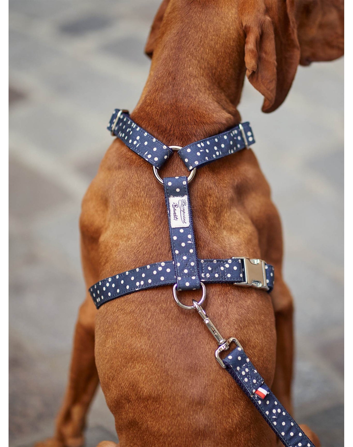 Pet Accessories | Dog Harness | Navy